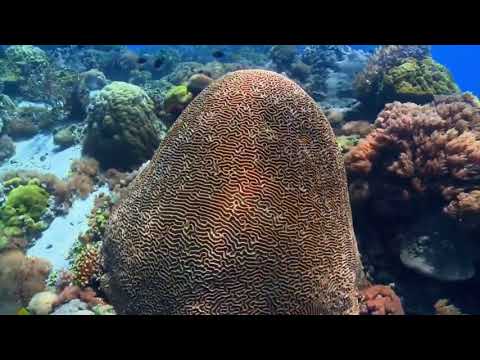 وثائقي L رحلة إلى اعماق المحيطات الحلقة 01 HD