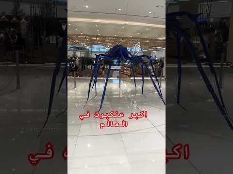 اكبر عنكبوت في العالم