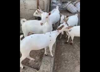  الماعز الصلالي Animals