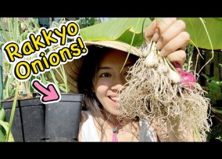  Wärmeliebende ALLIUM Gewächse Anbauen Rakkyo Zwiebeln Auch Auf Kleinstem Raum