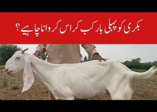  When To Cross Goat 1st Time بکری کو پہلی بار کب کراس کروانا چاہیے Dr Noman Ali