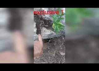 خبير فى تحليل الاشارات Archeology Professor Exclusive 1 آثار دولار كنوز تحليل زبق