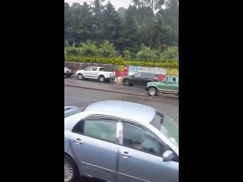 Ya Bilxiginnaa Nama Dhiisii Horii Sa Atu Isiin Jiibeera