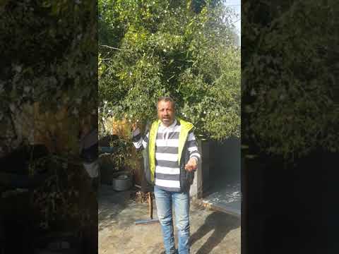 موال ايام زمان درب الوصل