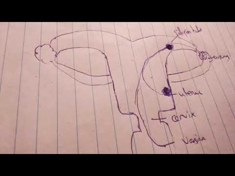 Tatizo La Ugumba Kwa Wanawake Na Matibabu Yake