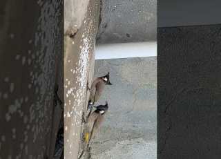  Nightangel Nightingale Bulbul عندلیب 2