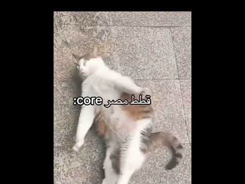 قطط مصر Core اي يا صاوي