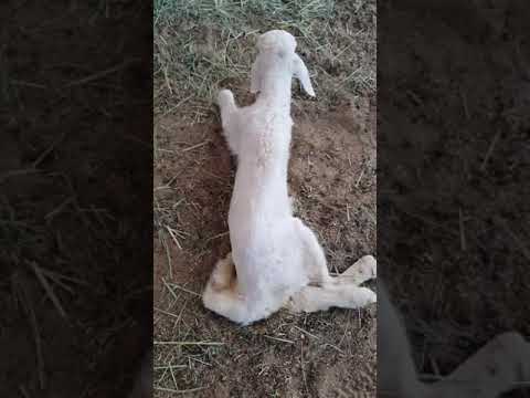 نقص النحاس في البهم Copper Deficiency In Lamb نقص النحاس في البهم Copper Deficiency In Lamb