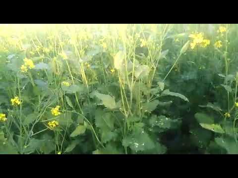 Raya Pruning Result In Field Subscribe Shorts Shortvideo Baryar