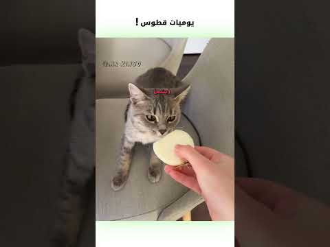 يوميات قطوس دبلجة مضحكة ضحك اكسبلور السعودية My Kingo كوميديا دوبلاج قطط Funny