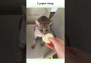 يوميات قطوس دبلجة مضحكة ضحك اكسبلور السعودية My Kingo كوميديا دوبلاج قطط Funny