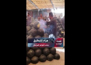  To The Sound Of Mizmar And Folk Drums Watermelon Auctions Kick Off In Asyut S Largest Wholesale
