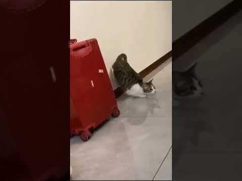 شجاعة القط الجبان