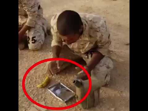 معك 10 ثواني تأكل فيها الصاعقه السعودية