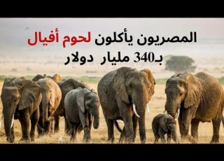 فيديو لشخص يعيش بالخارج يزعم فيه بيع لحوم أفيال للجزارين في مصر