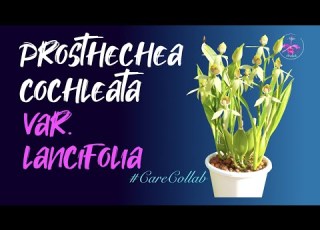 Prosthechea Cochleata Var Lancifolia CARE Leca Self Watering CareCollab Ninjaorchids