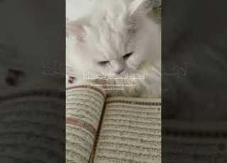 عنجد كتير كت بتشكركن عل دعم وحبيت كيف عم يجيني دعم عل قرآن عنجد شكرا