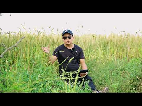 Tingwang Dage Kuabambe