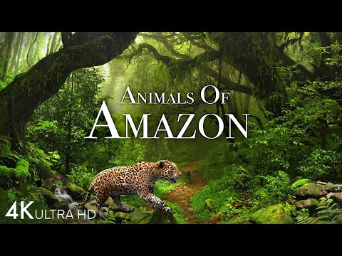 Animals Of Amazon 4K Animals That Call The Jungle Home Amazon Rainforest Scenic Relaxation Film