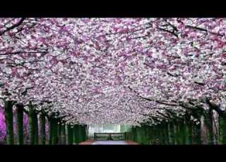 The Long And Winding Road The Royal Philharmonic Orchestra