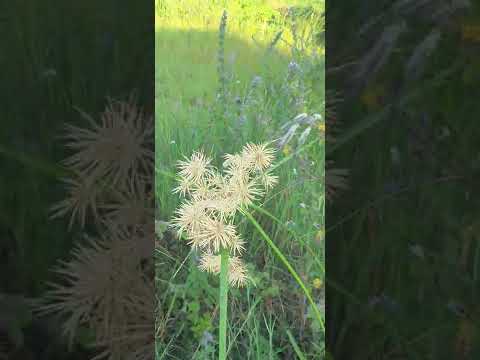 MAAJABU YA MTI WA NDAGO JIKE NI TIBA YA KWIKWI MAAJABU YA MTI WA NDAGO JIKE NI TIBA YA KWIKWI