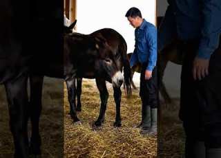  Donkeys Live Among Donkeys And Horses 592