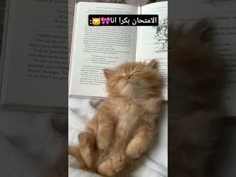 ترا ترو يعني لو مش ترو روح بعيد