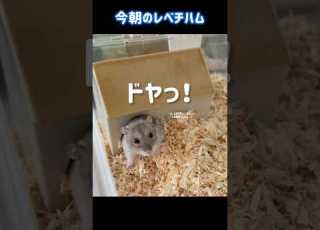 撮れたてレベチハム トト爺 ジャンガリアンハムスター
