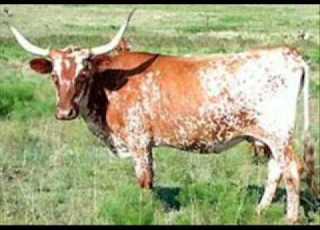  La Vache Elle Est Barjo