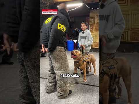 كلب مدرب في مواجهة الخطر