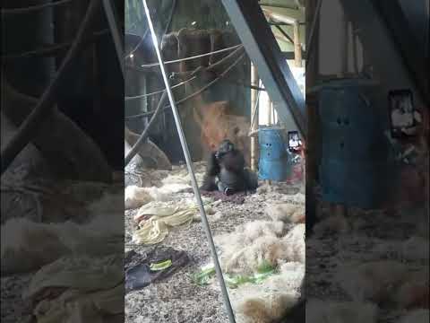 Lincoln Park Zoo Gorilla