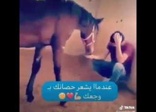 شوفو كيف الخيل الاصيل بحس بوجع صاحبوا الله يطعم كل مشتهي حبايبي لايك واشتراك
