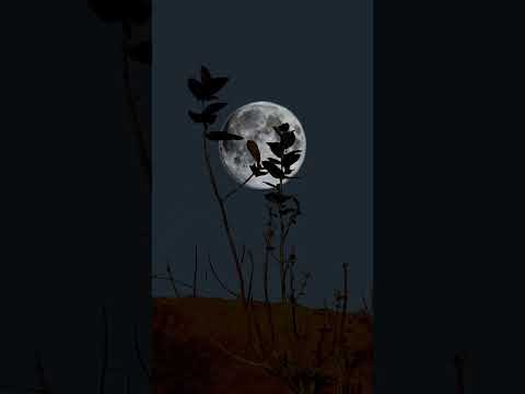 Beautiful Moon Good Night Status Shorts Nature Moonlight Shortvideo Beautiful Moon Good Night Status Shorts Nature Moonlight Shortvideo