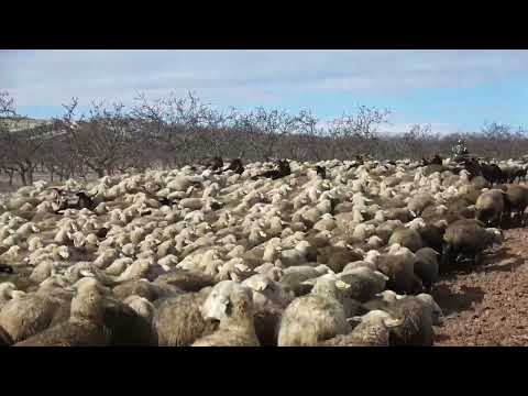 DAUDI MTU WA MOYO WA MUNGU Deep Swahili Songs Uplifting Swahili Songs Swahili Songs Worship Songs DAUDI MTU WA MOYO WA MUNGU Deep Swahili Songs Uplifting Swahili Songs Swahili Songs Worship Songs