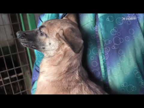 MIRAYA Dezember 2024