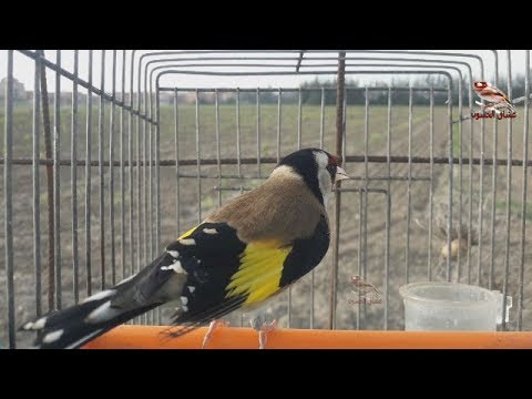 صوت الحسون البري مقنين خلوي ممتاز تغريد ما شاء الله صوت الحسون البري مقنين خلوي ممتاز تغريد ما شاء الله