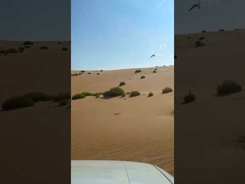 Hunter Arabic Hunting Viral Shorts Arabic