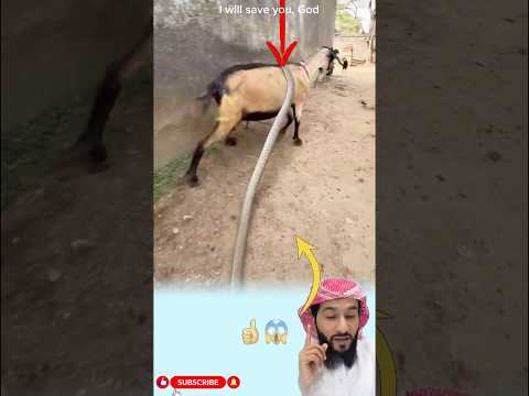 مشهد تقشعر له الأبدان هل نحن غافلون مثله Shorts Shortvideo