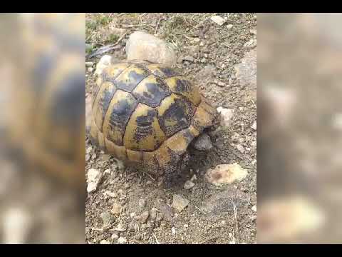 Добре дошли в село Дрангово
