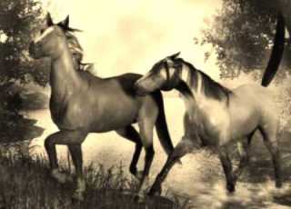 شاعر من شعار يام