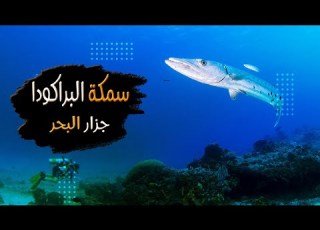 سمكة الباراكودا جزار البحر قاتل البشر