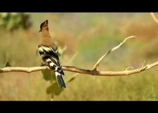 طائر الهدهد الحكيم من براري الجزائر