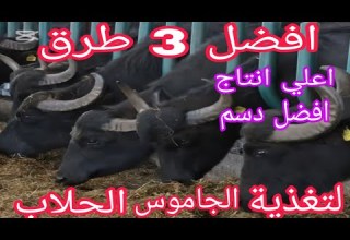 افضل 3 طرق لتغذية الجاموس الحلاب البرسيم او العلف المركز لانتاج افضل كمية البان د السيد الطوخي