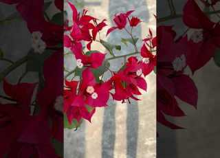 Ruby Red Bougainvillea