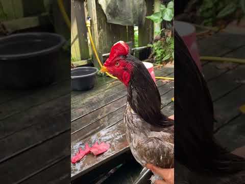 Proses Pemangkasan Jengger Wilah Ayamjago Hobiayam Ayamjago Ayam Shorts