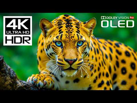 Incredible Wild Animals In Dolby Vision HDR 4K 120 FPS Video Scenic Wildlife