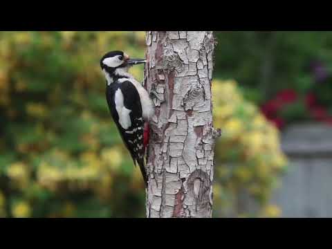 ادعية الشيخ الشعراوى