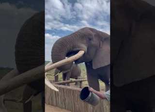 Elephant Drinking Water