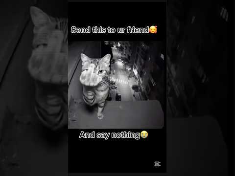 Send The Is To Ur Friend And Say Nothing Funny Memes Cat