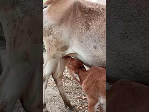 Best Mother Funny Video Tiktok Viral Trending Shorts গর Gorur Video Cow Gurur Tiktok Kuddus